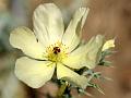 Pale Mexican Poppy